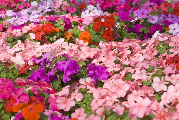 Impatiens coloridos — Foto de Stock