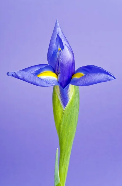 Blue (Purple) Iris Flower — Stock Photo, Image