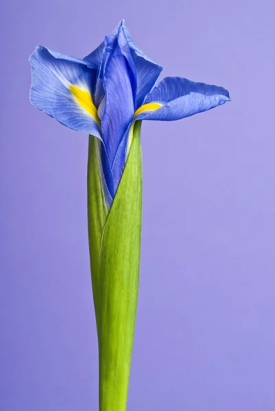 Blue (Purple) Iris Flower — Stock Photo, Image