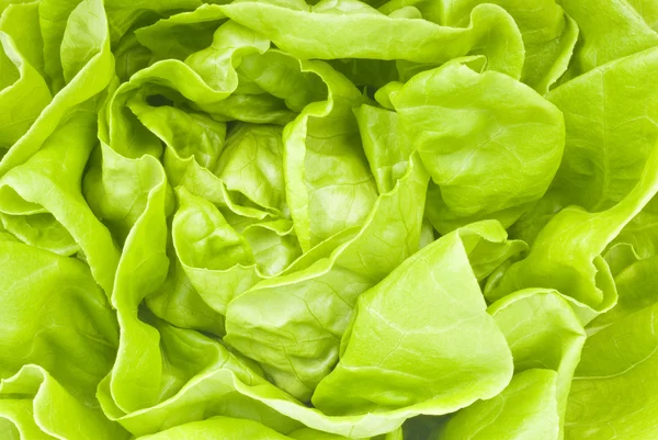 Hydroponic Lettuce — Stock Photo, Image