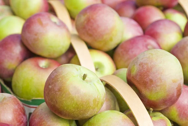 Nyplockade macintosh äpplen — Stockfoto