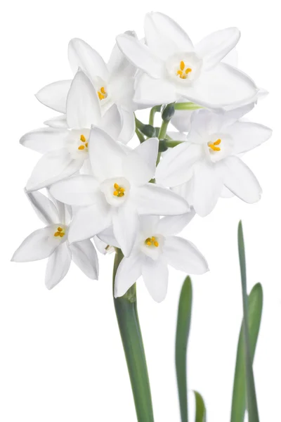 Fehér nárcisz elszigetelt fehér — Stock Fotó