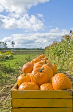 bir çiftlikte sandıklar içinde turuncu kabak