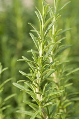 Fresh Rosemary Herb in the Garden