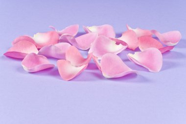 gül pembe pedallar