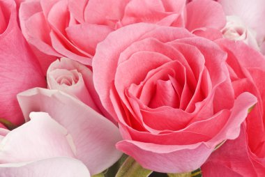 Pembe güller yakın plan