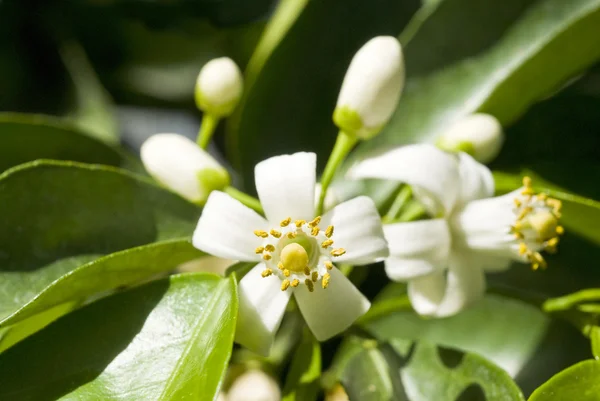 Flores de azahar — Foto de Stock