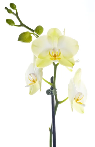 Weiße Orchidee isoliert auf weiß — Stockfoto