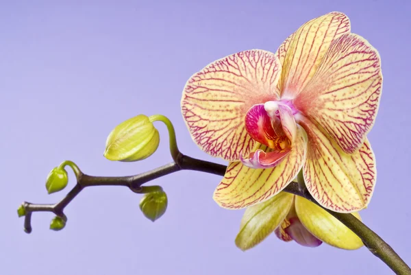 Gul orkidé blomma blommar på lavendel bakgrund — Stockfoto