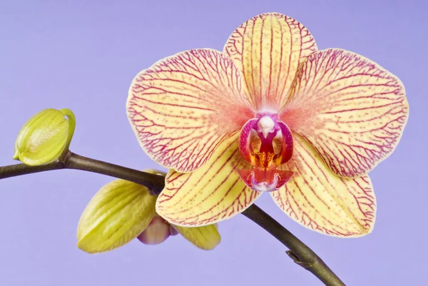 Gelbe Orchideenblume blüht auf Lavendelhintergrund — Stockfoto