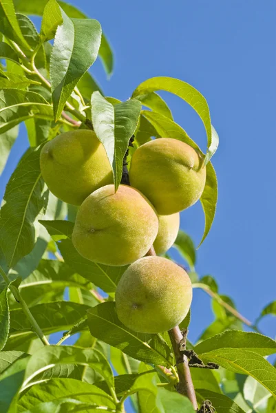 Peaches in an Orchard — Stock Photo, Image