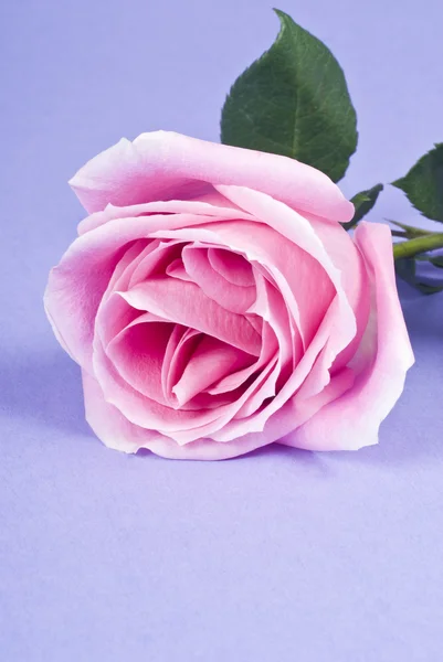 一朵粉红玫瑰 — 图库照片