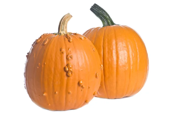 Two Pumpkins Isolated on White — Stock Photo, Image