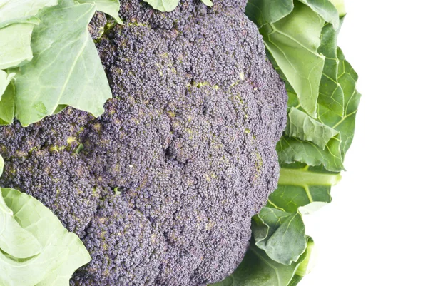 Purple Cauliflower Isolated on White — Stock Photo, Image