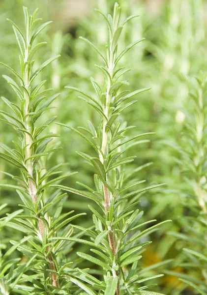 Fresh Rosemary Herb in the Garden — Stok fotoğraf