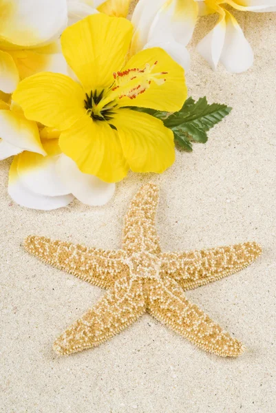 Estrella de mar y Lei en la playa — Foto de Stock