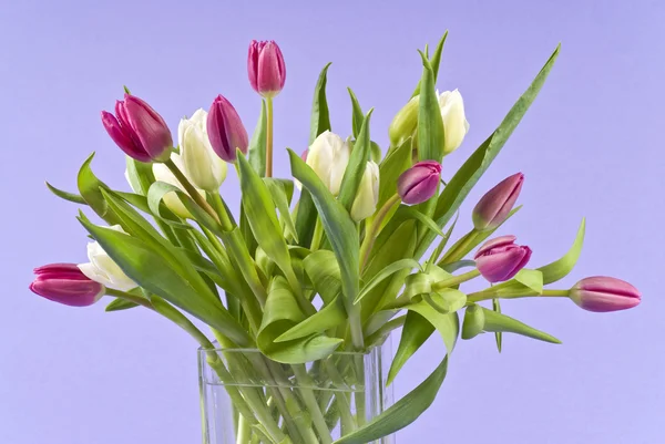 Ramo de flores de tulipán blanco y rosa —  Fotos de Stock