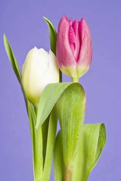 Rosa und weiße Tulpenblüten — Stockfoto