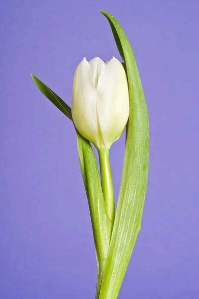 Kwiat biały tulipan — Zdjęcie stockowe