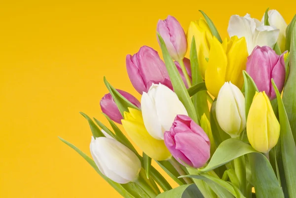 Manojo de coloridos tulipanes sobre fondo amarillo —  Fotos de Stock