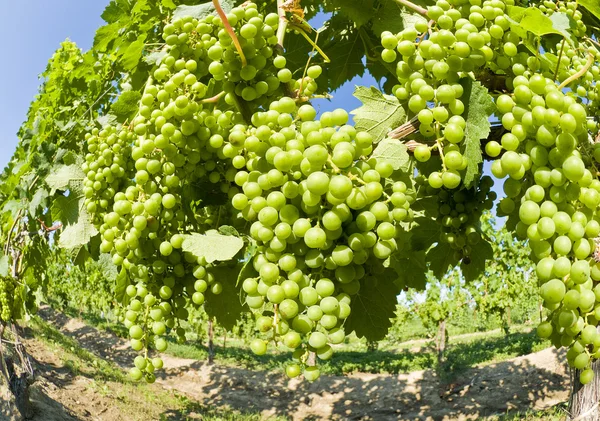 Zöld szőlő a szőlő — Stock Fotó