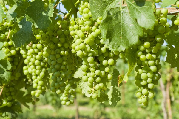 Uvas verdes en la vid — Foto de Stock