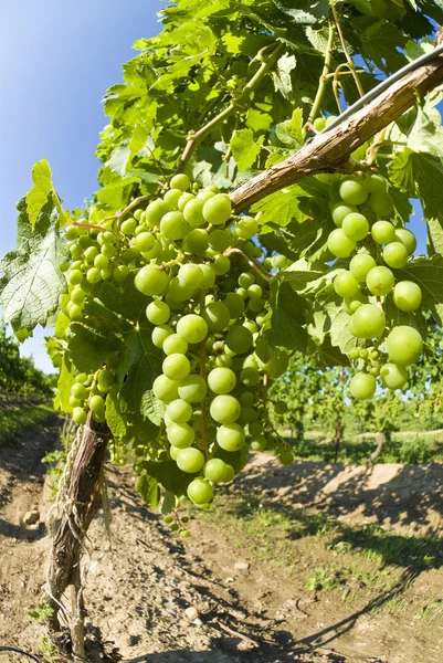 Groene druiven op de wijnstok — Stockfoto