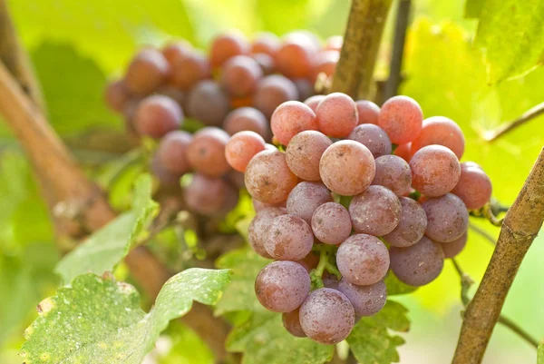 Gewurtztraminer Wine Grape — Stock Photo, Image