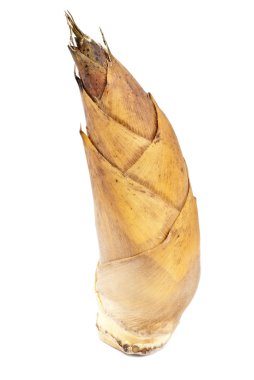 bambu sürgünleri üzerine beyaz izole