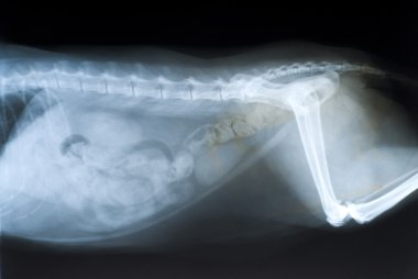 kedi karın röntgeni