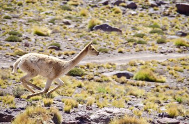 Vicunas in Altiplano of Chile clipart