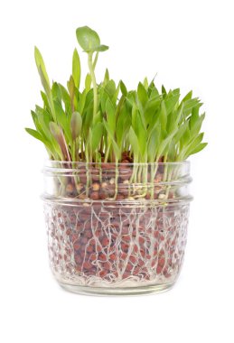 küçük yama bir kavanozdan büyüyen çimen