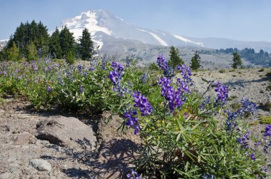 Mount Hood clipart