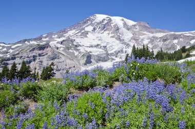 Mount Rainier