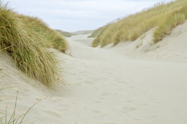 Kıyı kumulları Oregon