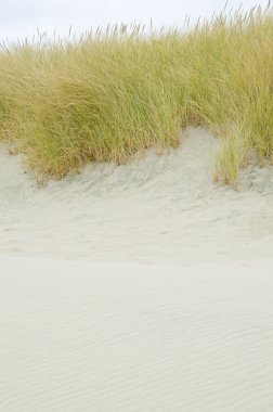 Kıyı kumulları Oregon