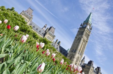 Parlamento Hill (Ottawa) ve Lale