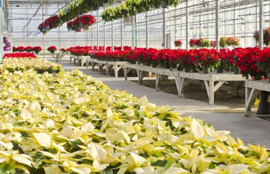 Noel poinsettias ve bitki çocuk odası süslemeleri
