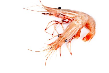 Beyaz pembe taze karides Vancouver izole