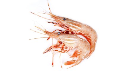 Beyaz pembe taze karides Vancouver izole