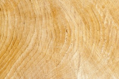 ağaç halkaları bir günlük closeup