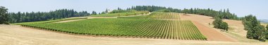 willamette valley oregon üzüm Panoraması