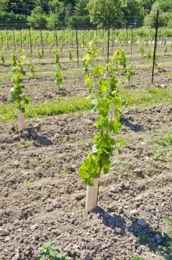 yeni bir bağ üzüm asmaları dikti