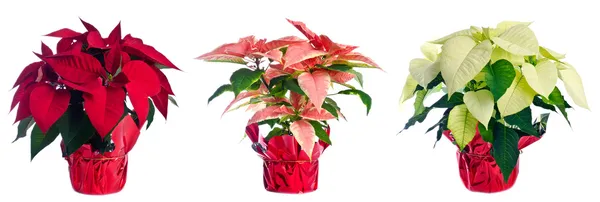 Три горшка Poinsettias в красном, розовом и белом — стоковое фото