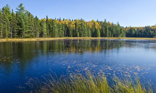 Beaver Pond Trail Algonquin Park Canadá — Fotografia de Stock