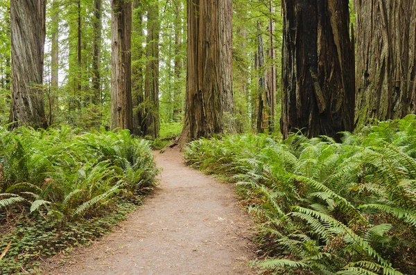 Kaliforniya redwood ulusal ve eyalet parklarını crescent city yakınındaki — Stok fotoğraf