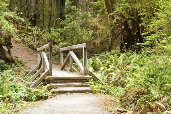 Redwood Nationalparks und Bundesstaaten Kaliforniens — Stockfoto