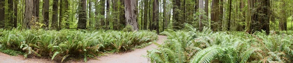 Národní a státní parky Kalifornie Redwood — Stock fotografie