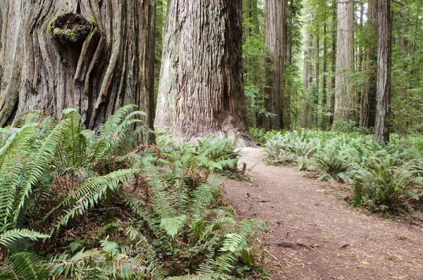 Redwood ulusal ve eyalet parklarını Kaliforniya — Stok fotoğraf