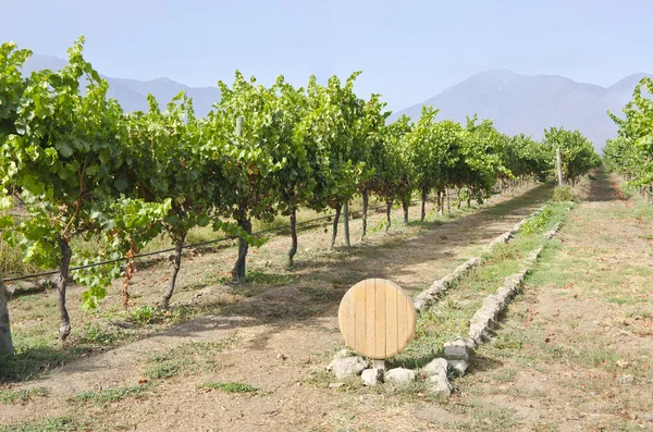 Vineyard in Aconcagua Valley Chile — Stock Photo, Image